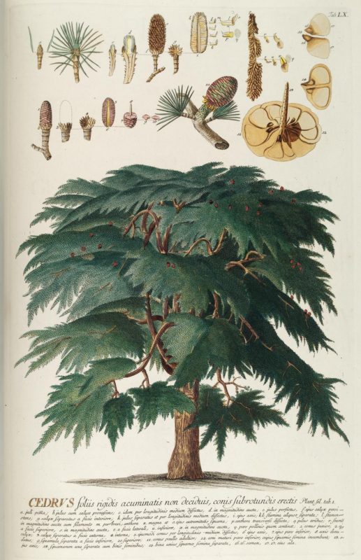 Ilustração sobre árvore em papel creme, detalhando aspectos das folhas e frutos