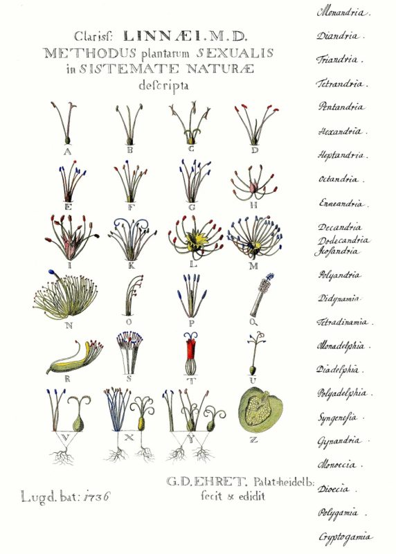 Ilustração detalhada sobre o sistema reprodutivo de flores