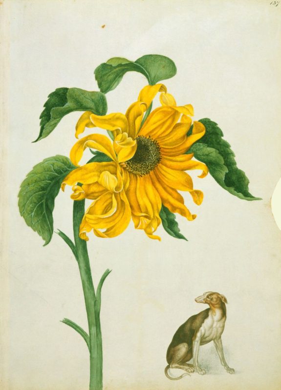 Ilustração de flor amarela e cachorro bege