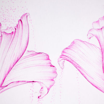Flor com pétalas rosas desenhada em papel