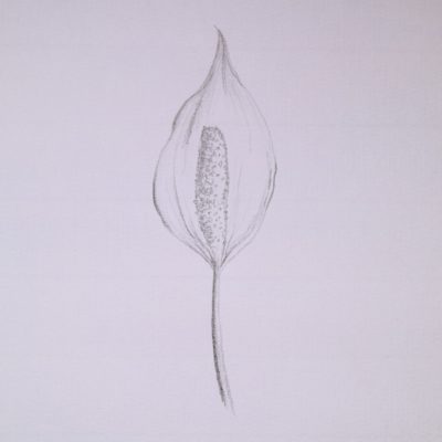 Desenho a lápis rápido e fácil - Arte no Papel Online  Desenho para  iniciantes, Easy pencil drawings, Esboços de flor