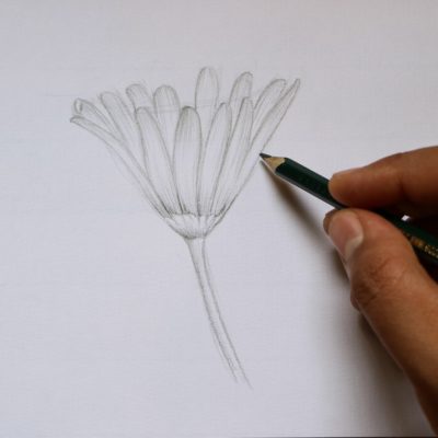 Imagem com traços em lápis esboçando uma anêmona