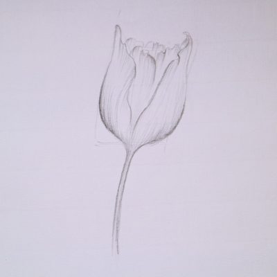 Imagem com traços em lápis esboçando uma tulipa